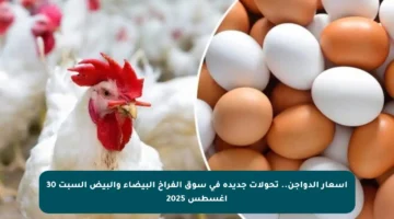 أسعار الدواجن.. تحولات جديدة في سوق الفراخ البيضاء والبيض السبت 30 أغسطس 2025
